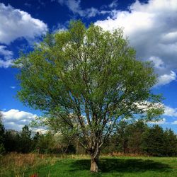 Low angle view of trees on field against cloudy sky