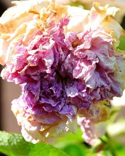 Close-up of purple flowers