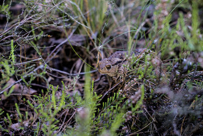 High angle view of frog amidst plants