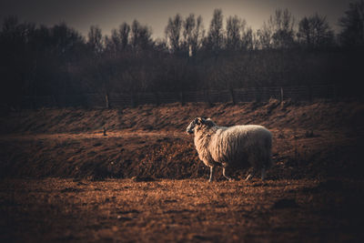 Sheep standing in a field