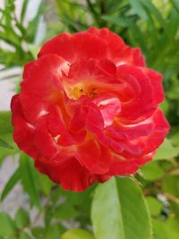 Close-up of red rose flower