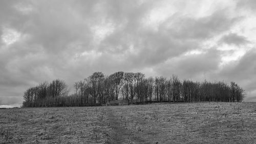 Trees on field against sky