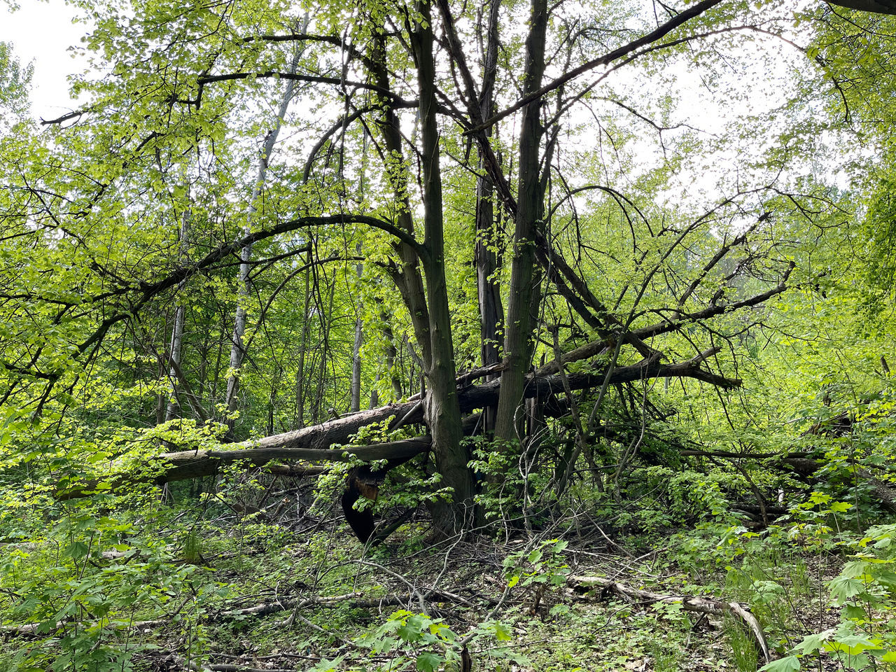 VIEW OF TREE TRUNKS IN FOREST