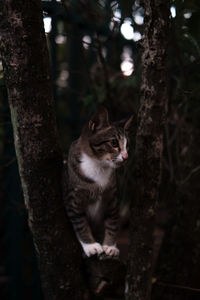 View of a cat on tree trunk