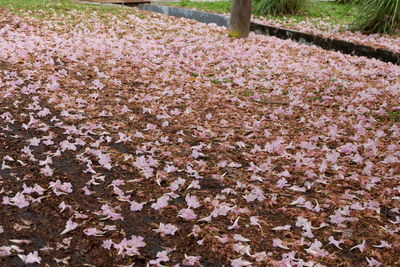 High angle view of flowering plant on field