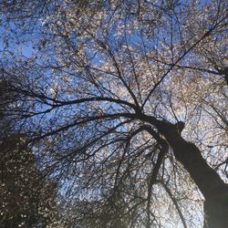 Low angle view of bare trees against sky