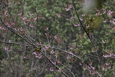 Close-up of flowers on tree