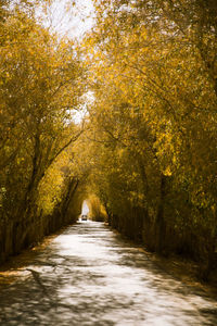 Dirt road amidst trees in forest during autumn