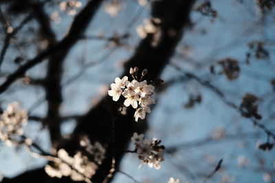 Close-up of white apple blossoms in spring