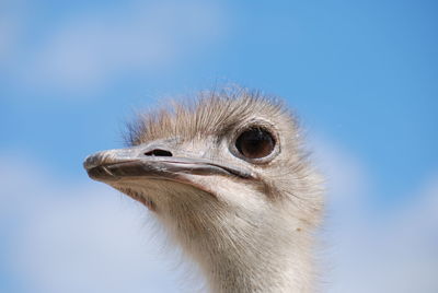 Close-up of ostrich looking away against sky