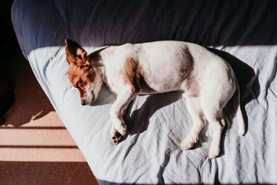 High angle view of dog sleeping on bed