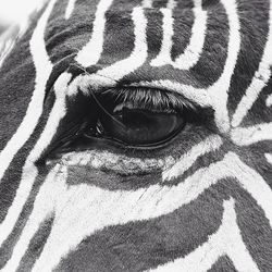 Close-up of human eye