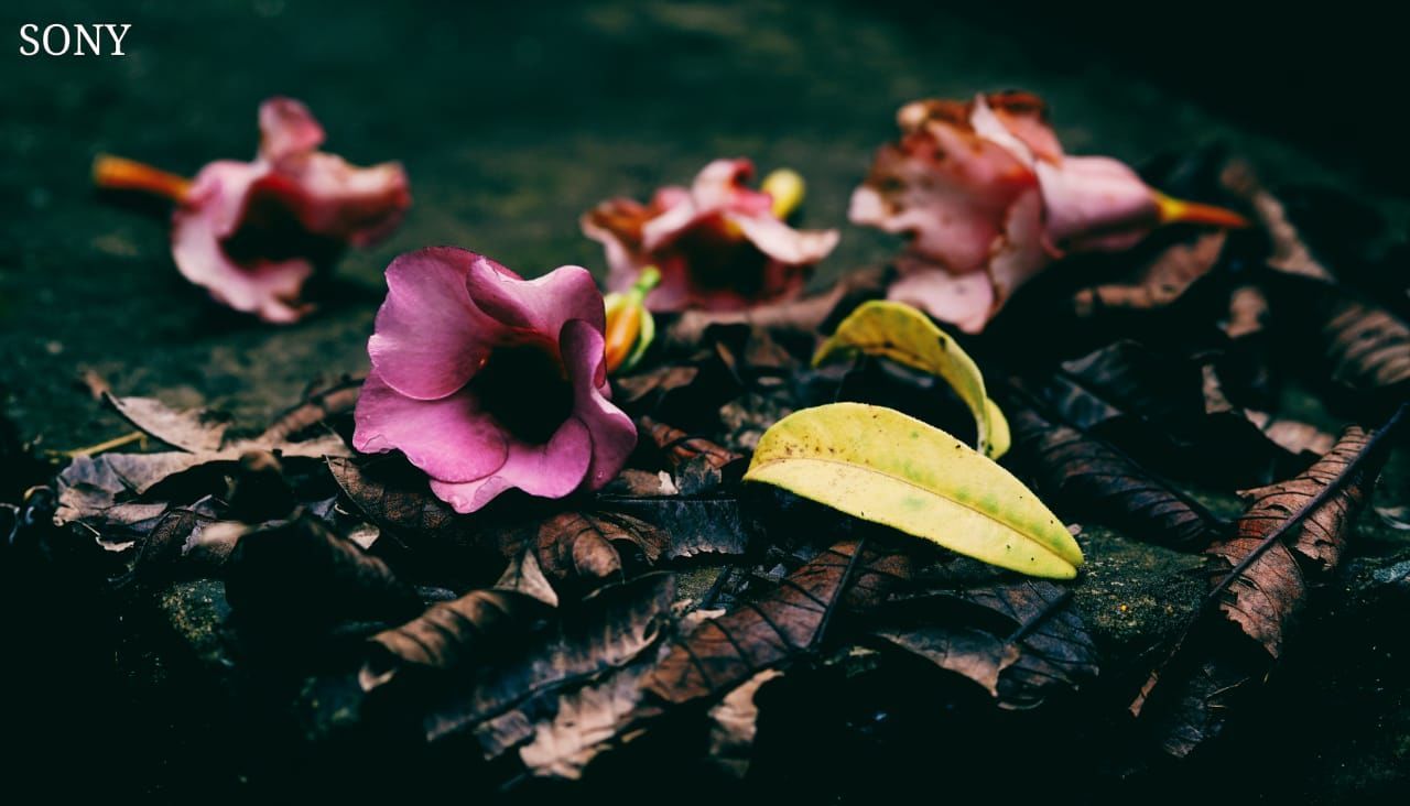 CLOSE-UP OF WILTED PLANT WITH RED LEAVES