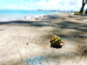 Close-up of crab on sand at beach against sky