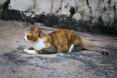 Side view of cat lying on ground