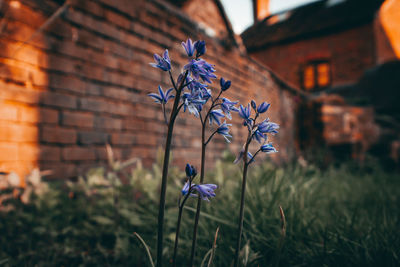 Bluebells in the walled garden at sunset