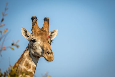 View of giraffe against clear blue sky