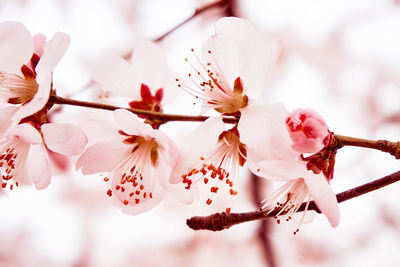 Close-up of cherry blossoms in spring