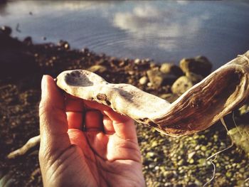 Close-up of seashell in water