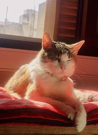 Cat lying on a window