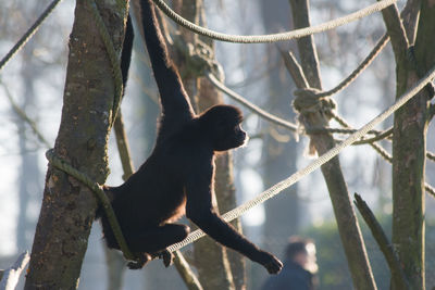 Spider monkey on the rope