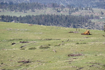 Scenic view of field against trees