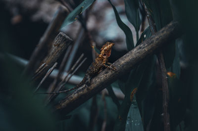 Close-up of bird perching on branch