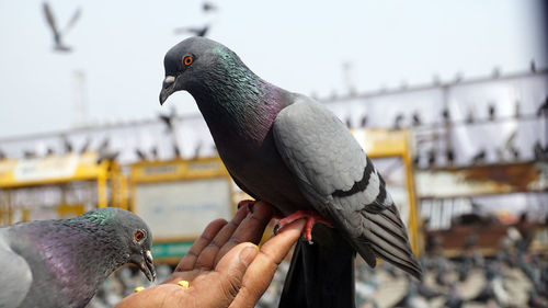 Person holding bird perching on hand