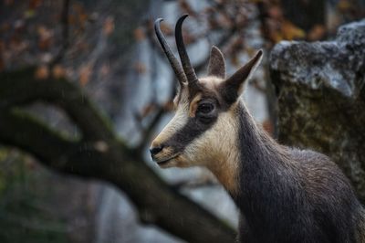 Close-up of deer