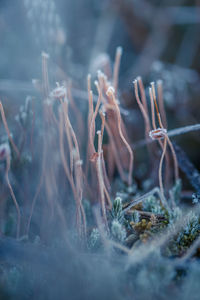 Close-up of frozen plants on field