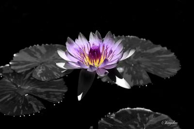 Close-up of purple flower