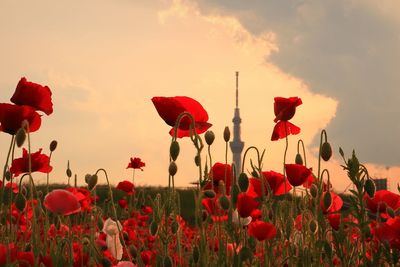 Close-up of red poppy flowers blooming on field against sky