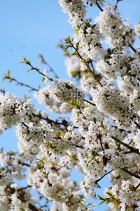 Low angle view of cherry blossoms in spring