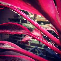 Close-up of water drops on red leaf