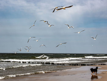 Seagulls flying over beach