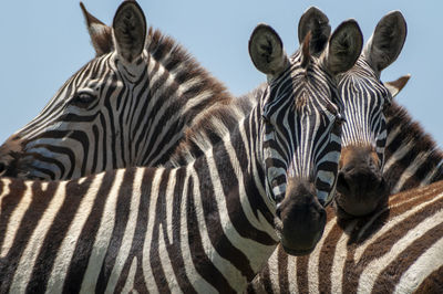 Close-up of two zebras