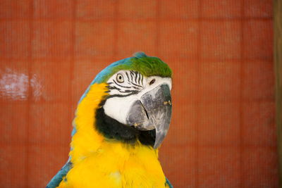 Close-up of a parrot