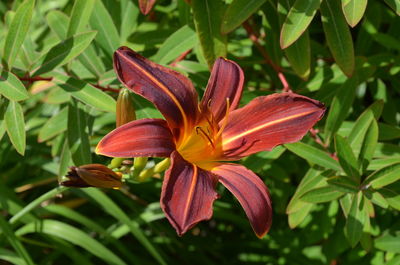 Close-up of red lily on plant