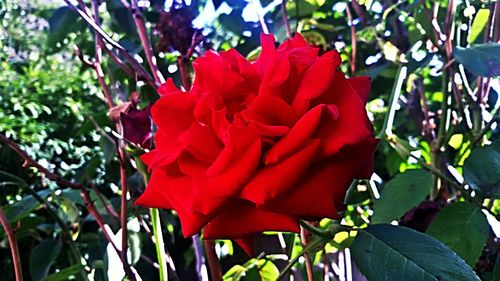 Close-up of red flowers blooming outdoors