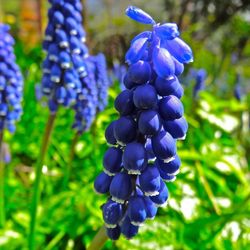 Close-up of purple flowers