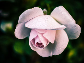 Close-up of pink rose flower