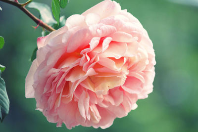 Close-up of pink rose