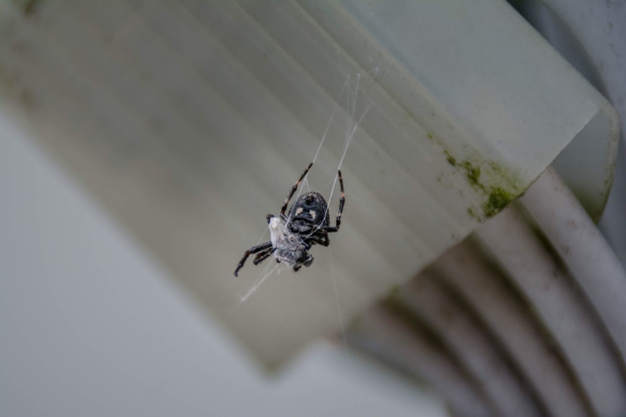 indoors, insect, close-up, hanging, wall - building feature, ceiling, table, selective focus, no people, spider, high angle view, built structure, window, glass - material, architecture, day, home interior, low angle view, animal themes, pattern