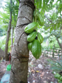 Close-up of leaf on tree trunk