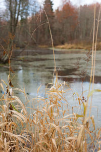 Close-up of plants against lake