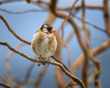 Close-up of bird perching on branch