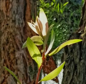 Close-up of plant