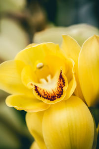 Close-up of yellow flower blooming outdoors