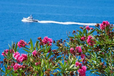 Close-up of flowers blooming by sea