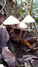 Close-up of mushrooms